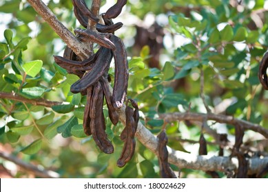 Carob Tree With Carobs