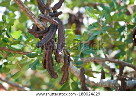carob tree with carobs