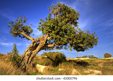 Carob Tree (Ceratonia Siliqua)