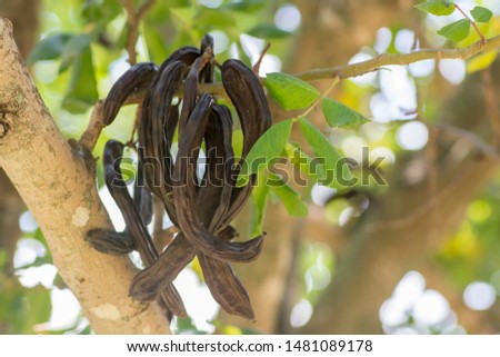 Carob tree (Ceratonia siliqua) fruits, hanging from a branch. 