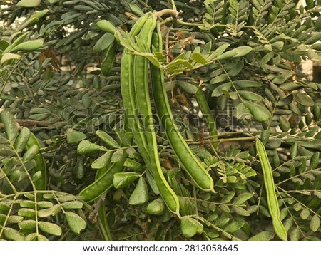 The Carob tree is an evergreen tree featuring thick, leathery, dark green compound leaves.
