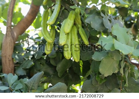 Carob tree , fresh green carob berries carob healthy food, Ceratonia siliqua (carob)