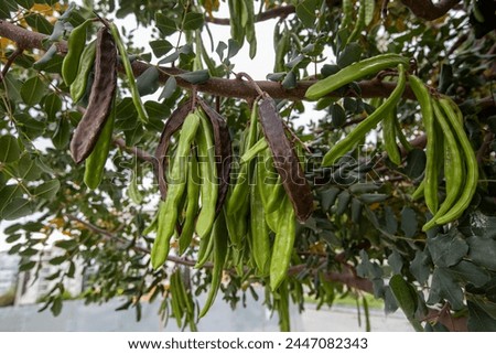 Carob tree , fresh green carob berries carob healthy food, Ceratonia siliqua (carob)