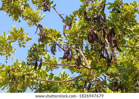 Carob tree (latin name - Ceratonia siliqua) fruits, hanging from a branch