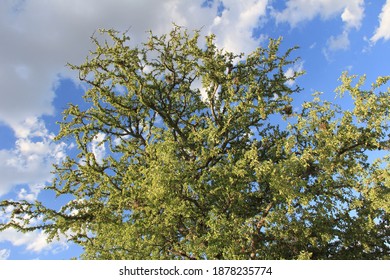 Carob Trees In Santiago Del Estero, Argentina