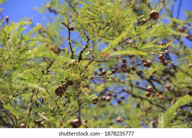 Carob Trees In Santiago Del Estero, Argentina