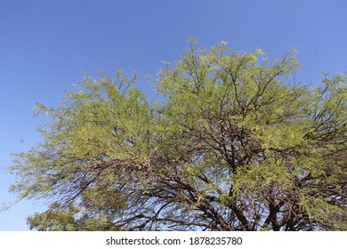 Carob Trees In Santiago Del Estero, Argentina