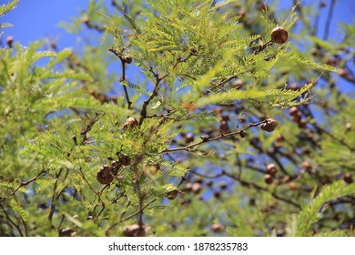 Carob Trees In Santiago Del Estero, Argentina