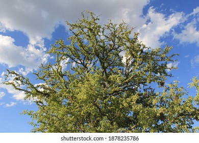 Carob Trees In Santiago Del Estero, Argentina