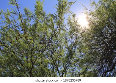 Carob Trees In Santiago Del Estero, Argentina