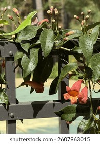 Carolina Anole with Extended Dewlip Climbing on Orange Trumpet Vine Covered Aluminum Fence 
