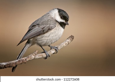 Carolina Chickadee