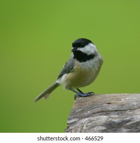 Carolina Chickadee