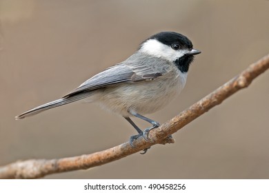 Carolina Chickadee