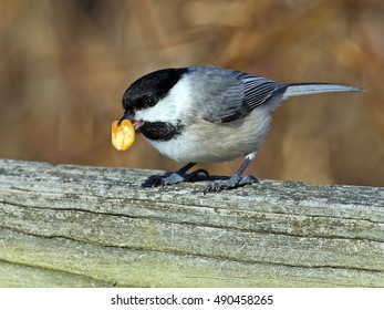 Carolina Chickadee