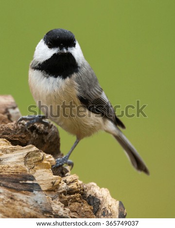 Carolina Chickadee