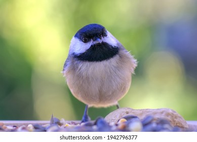 carolina chickadee close up portraits at the feeder with blurred background