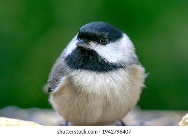 carolina chickadee close up portraits at the feeder with blurred background
