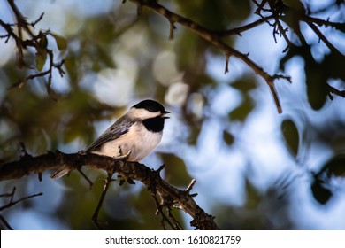 Carolina Chickadee Resting In A Texas Live Oak Tree