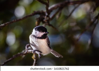 Carolina Chickadee Resting In A Texas Live Oak Tree