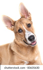 Carolina Dog With Big Ears