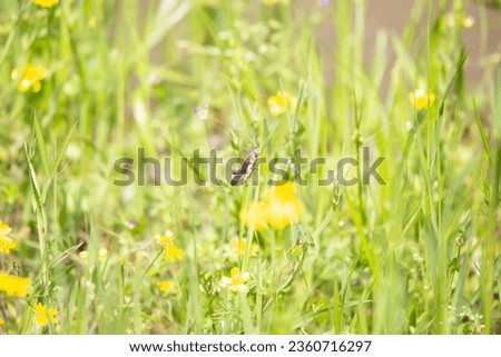 Carolina locust (Dissosteira carolina) perched on a blade of grass in a meadow