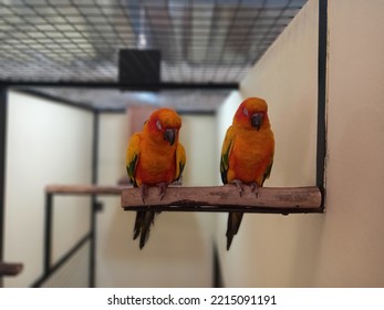 Carolina Parakeet An Origin From Australia 