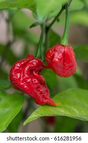 Carolina Reaper