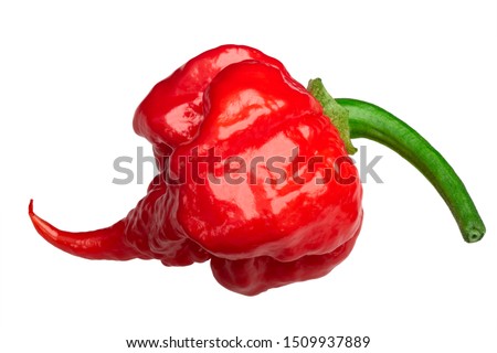 Carolina Reaper, the hottest chile pepper (Capsicum chinense x C. frutescens), whole ripe pod, isolated