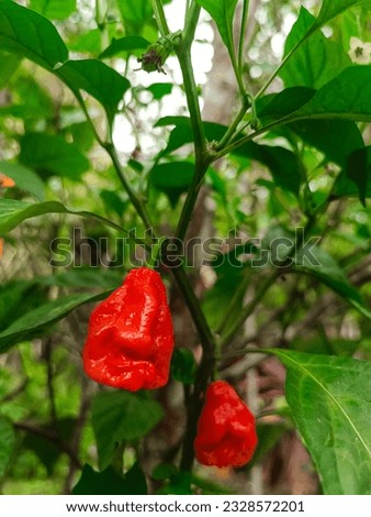 The carolina reaper is the hottest pepper in the world