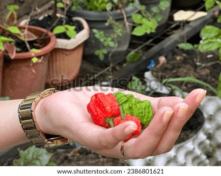 Carolina Reaper hottest pepper in the world planted in the Philippines