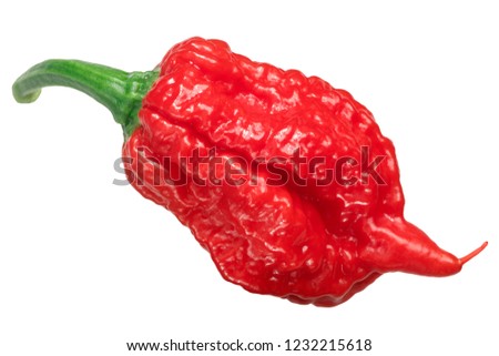 Carolina Reaper pepper (Capsicum chinense X C. frutescens), an extremely hot chile 