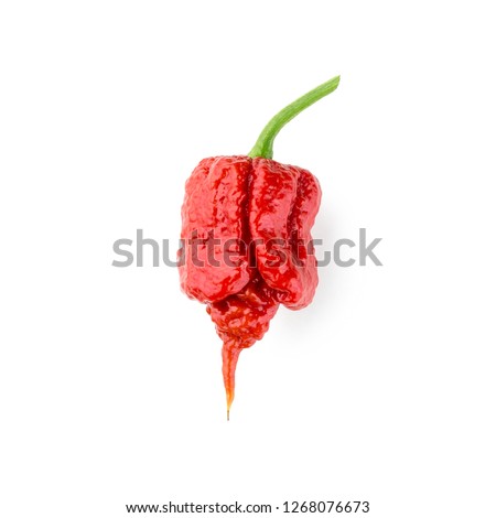 Carolina Reaper super hot chili pepper pod high resolution isolated on white background