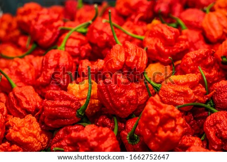 Carolina Reaper - The World's Hottest Chilli. Extremely hot chilli pepper growing. Carolina Reaper Chili Pepper is a hot pepper cultivated by Smokin Ed' of Puckerbutt company. Guinness World Record.