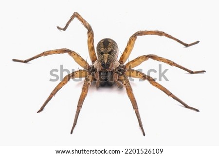 Carolina wolf spider - Hogna carolinensis - facing camera,  extreme detail throughout, isolated cutout on white background