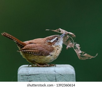 Carolina Wren Doing Nest Building