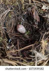 Carolina Wren Egg In Nest