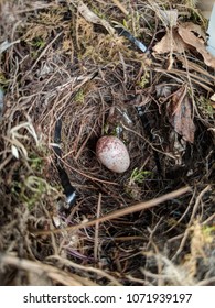 Carolina Wren Egg In Nest