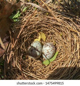 Carolina Wren Eggs In Pine Straw Nest