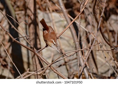 Carolina Wren Gathering For Nest