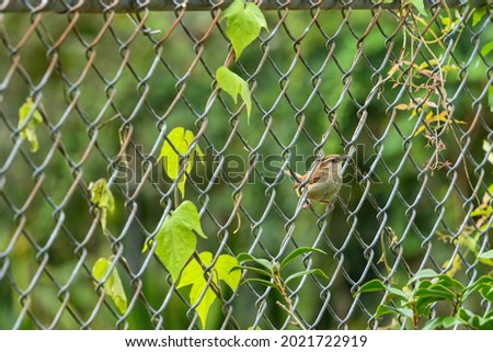 Carolina wren on a chain link fence with a green background