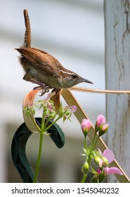 Carolina Wren Perched Above Nest In Hanging Flower Basket