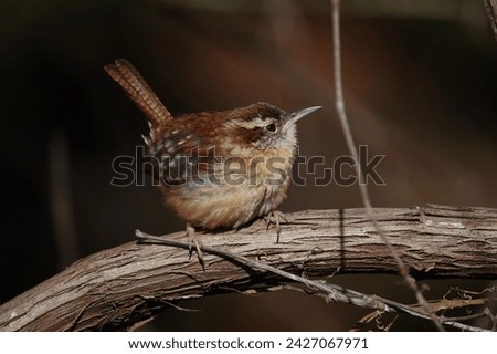         Carolina Wren perched on a branch in the afternoon sunlight at Jarvis Creek Park on Hilton Head Island.                       