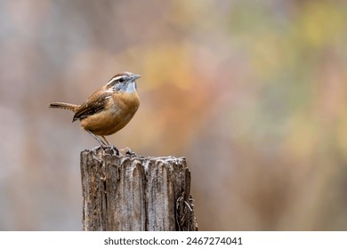 Carolina wren perched on a tree stump - Powered by Shutterstock