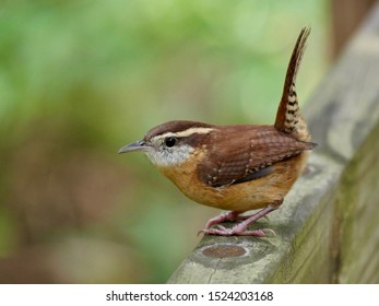 Carolina Wren Tail Sticking Mead Gardens Stock Photo 1524203168 ...