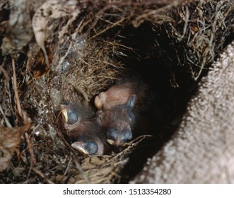 Carolina Wren (Thryothorus Ludovicianus) Baby Chicks In Bird Nest