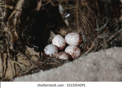 Carolina Wren (Thryothorus Ludovicianus) Eggs In Bird Nest