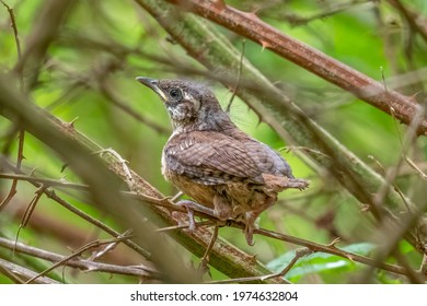 A Carolina Wren (Thryothorus ludovicianus)  fledgling in the safety of the brier patch. Raleigh, North Carolina. - Shutterstock ID 1974632804