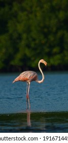 Caroni Swamp In The Caribbean 