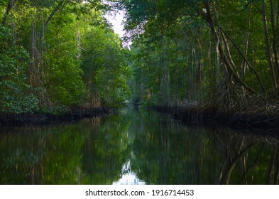 Caroni Swamp In The Caribbean 